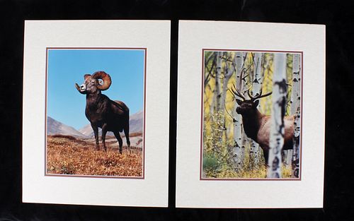 Priest, Bill Elk & Big Horn Sheep Matte Collection