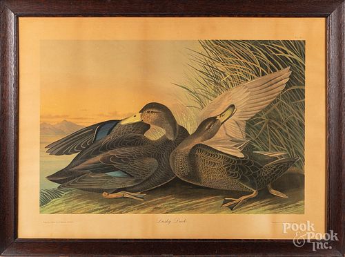 Bien edition Audubon lithograph, Duscky Duck