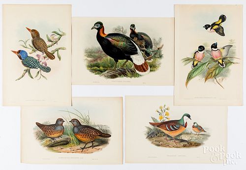 Five bird lithographs