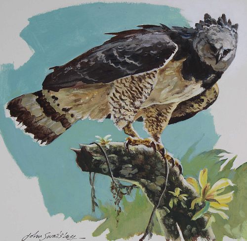 John Swatsley (B. 1937) "Harpy Eagle" Original