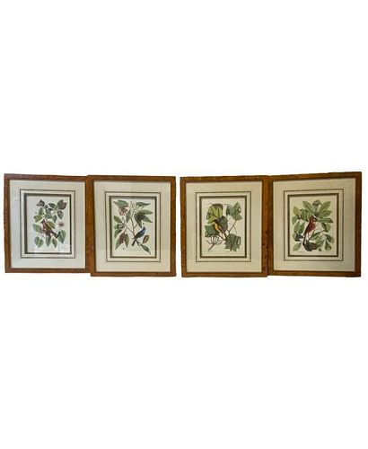 Set of 4 Framed Botanical Sketches