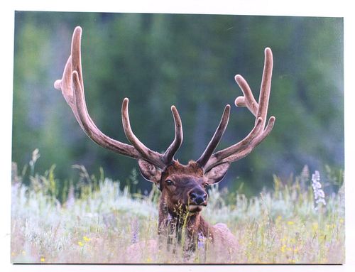 Rocky Mountain Elk Photo On Canvas