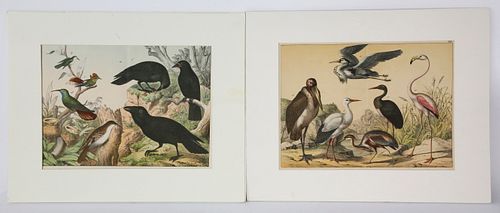 Two German Hand Colored Lithographs of Bird Species
