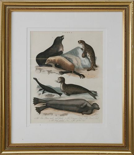 Hand Colored Lithograph of Seal Species, 19th Century