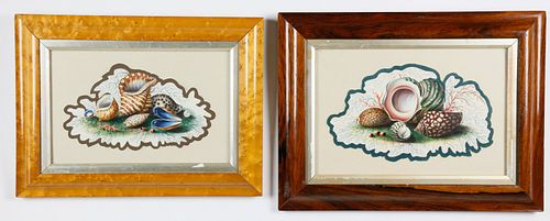 Near Pair of English Watercolor Studies of Seashells, mid 19th Century