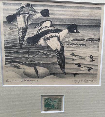 Federal Duck Stamp Print, Roy Preuss, Goldeneye