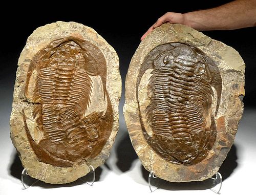 Huge Fossilized Double Paradoxides Trilobites & Imprint
