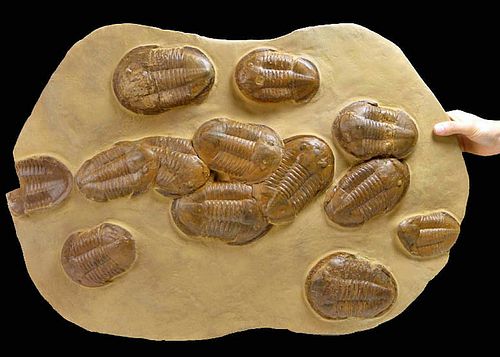 Massive Fossilized Asaphus Trilobites in Matrix