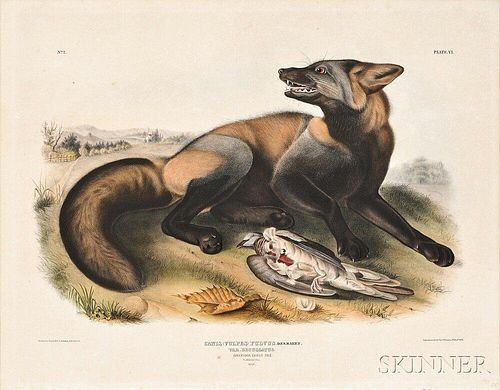 Audubon, John James (1785-1851) American Cross Fox,   Plate VI.