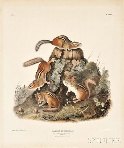 Audubon, John James (1785-1851) Chipping Squirrel,   Plate VIII.