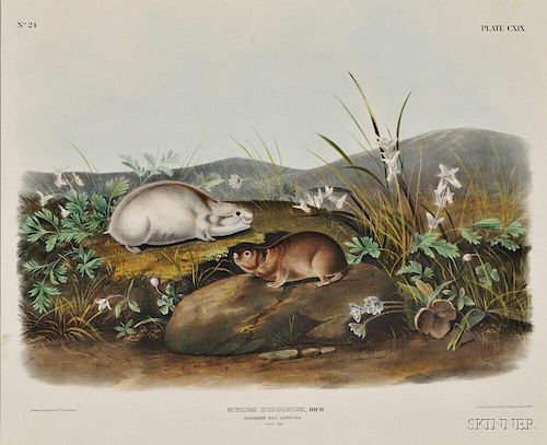 Audubon, John James (1785-1851) Hudson's Bay Lemming,   Plate CXIX.