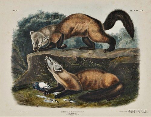 Audubon, John James (1785-1851) Pine Marten,   Plate CXXXVIII.