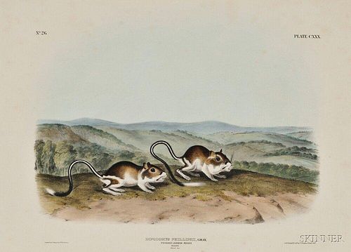 Audubon, John James (1785-1851) Pouched Jerboa Mouse,  Plate CXXX.