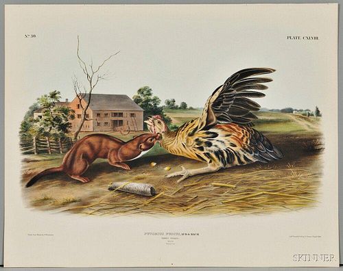 Audubon, John James (1785-1851) Tawny Weasel,   Plate CXLVIII.