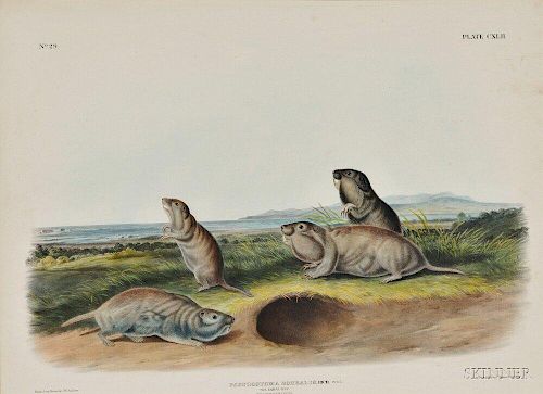 Audubon, John James (1785-1851) The Camas Rat,   Plate CXLII.