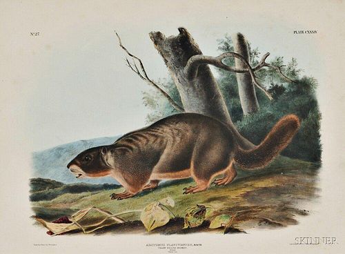 Audubon, John James (1785-1851) Yellow-bellied Marmot,   Plate CXXXIV.