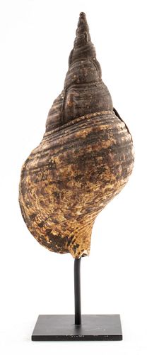 Large Sea Shell Specimen on Stand