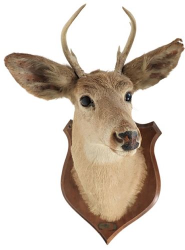 Taxidermy Deer Mount