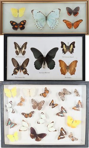 (3) Framed Butterfly Specimen Collections