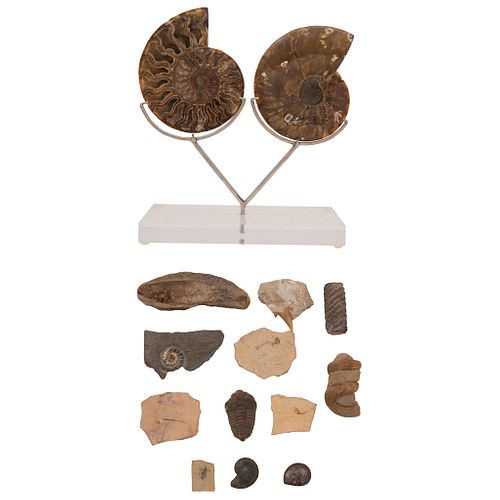 LOTE DE FÓSILES Colección de diferentes fósiles entre los que destaca un ejemplar de Amonita nautilus segmentada en 2 partes 15.7 cm | LOT OF FOSSILS 