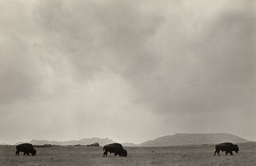 Bernard Plossu, Buffalos (Oklahoma), 1983