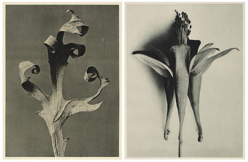 Karl Blossfeldt, Group of Two Botanical Book Plates, ca. 1928-1929