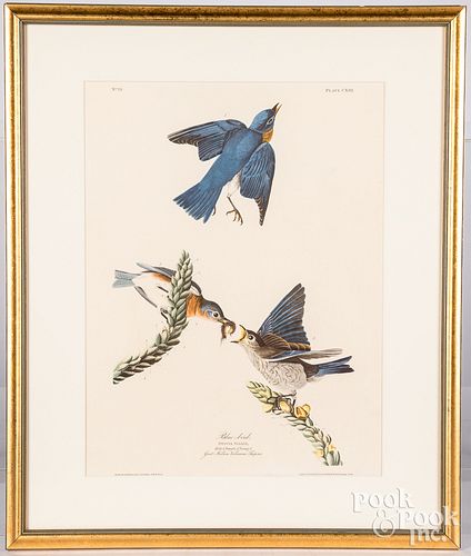 Two Audubon bird prints