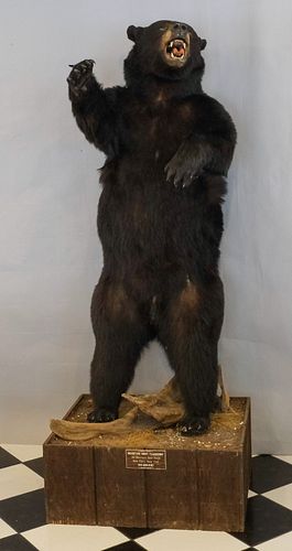 Competition Trophy Mount - Taxidermy Black Bear
