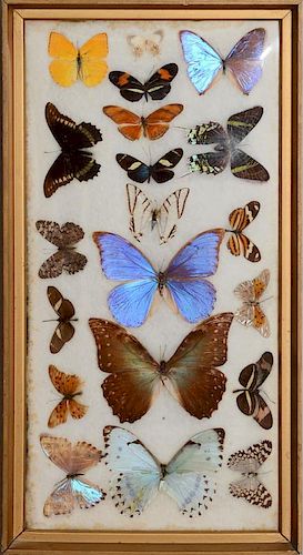 A COLLECTION OF BUTTERFLIES