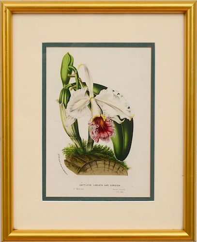 JOHN NUGENT FITCH (1840-1927): THE ORCHID ALBUM: PLATES 14 AND 25