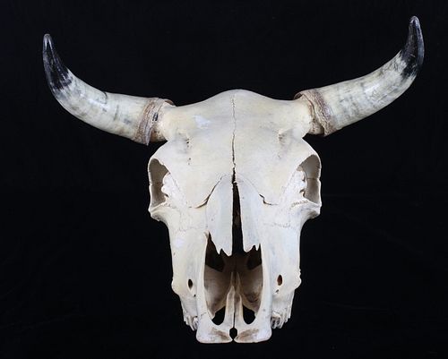 Montana Professional Taxidermy Steer Skull c. 1950