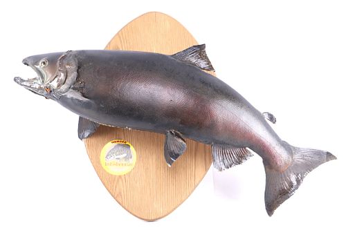 Montana Chinook Salmon Professional Taxidermy