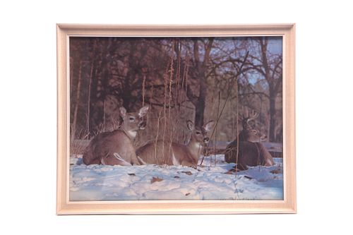 Deer Resting In Snow Framed Photo By Les Blacklock