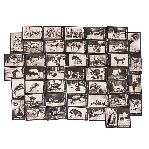 Drogueria del Elefante. Animales / Letras / Retrato. Mexiko: A. Vargas Sucs, principios de siglo XX. Fotografías, 3.5x5.5cm. Piezas: 44