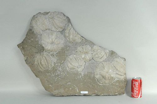 Jurassic Period Cnidecians Coelenterates Fossil