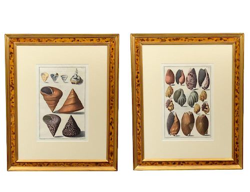 PAIR OF HAND COLORED ENGRAVINGS OF SEA SHELLS