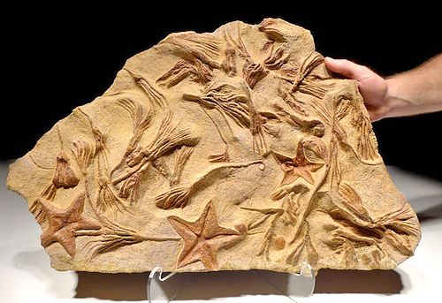 Large Fossilized Starfish & Sea Lily Crinoids