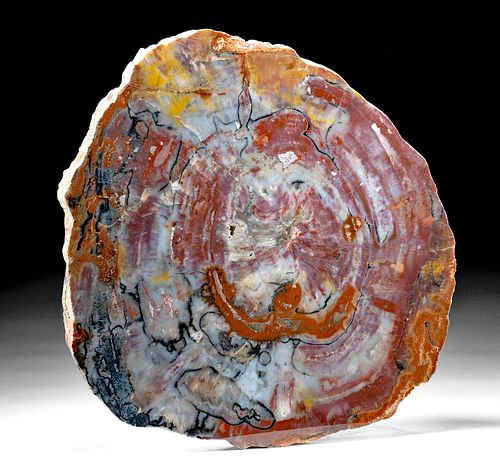 Huge / Colorful Arizona Triassic Petrified Wood Slab