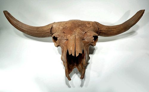 Fossilized European Ice Age Wisent Steppe Bison Skull