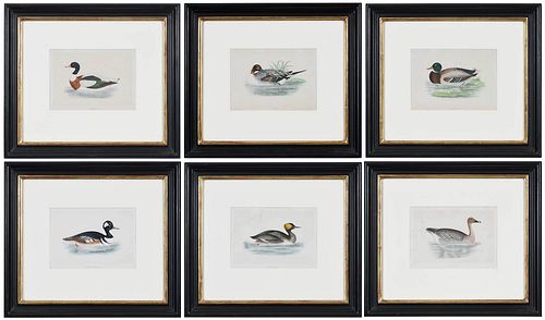 Six Colored Lithographs of Ducks