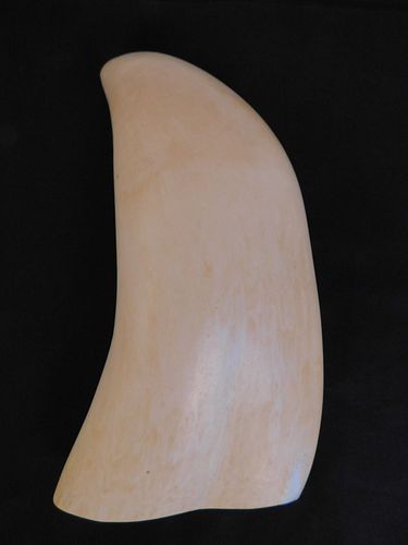 HUGE WHALE TOOTH