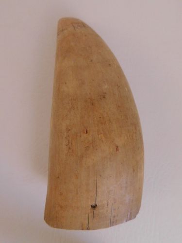 DARKENED RAW WHALE TOOTH