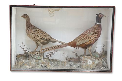 TAXIDERMY: A CASED PAIR OF RING-NECK PHEASANTS, (Phasianus colchicus), the 