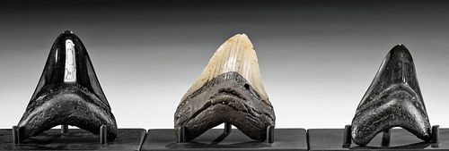 Group of 3 Fossilized Megalodon Teeth