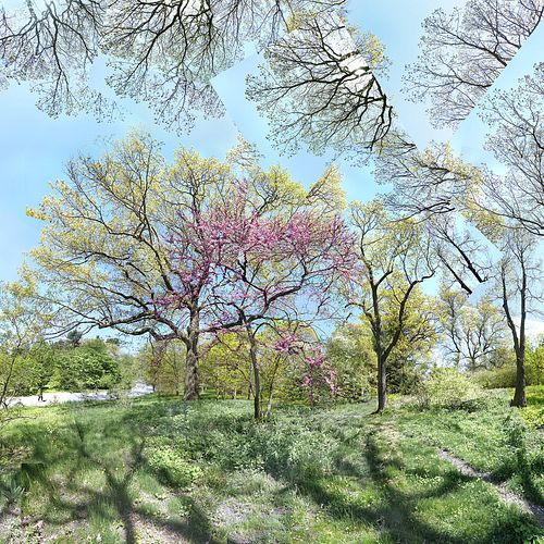 Amy Ragus, Continuing Ed - Spring has never failed me yet (Arnold Arboretum, Boston)