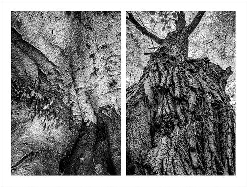 Nallieli Santamaria, MFA '23, Trees That Hold Me, 1