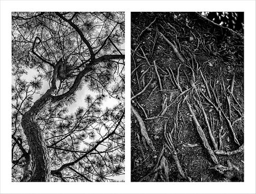 Nallieli Santamaria, MFA '23, Trees That Hold Me, 3