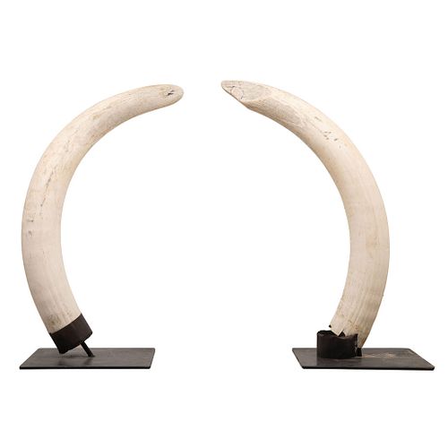 PAR DE COLMILLOS ÁFRICA, PRIMERA MITAD DEL SIGLO XX Marfil con bases y soportes de metal 120 cm | PAIR OF TUSKS AFRICA, EARLY 20TH CENTURY Ivory with 