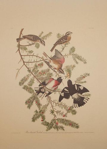 After John James Audubon (1785-1851): Birds of America, Amsterdam Edition, Printed by G. Schut & Zonen, 1971-73: Twenty-Five Plates