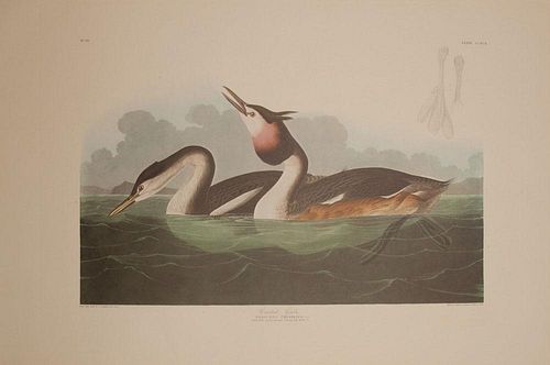 After John James Audubon (1785-1851): Birds of America, Amsterdam Edition, Printed by G. Schut & Zonen, 1971-73: Nineteen Plates